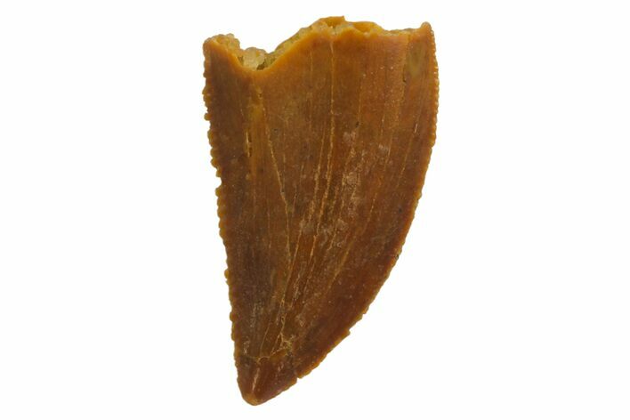 Serrated, Raptor Tooth - Real Dinosaur Tooth #135171